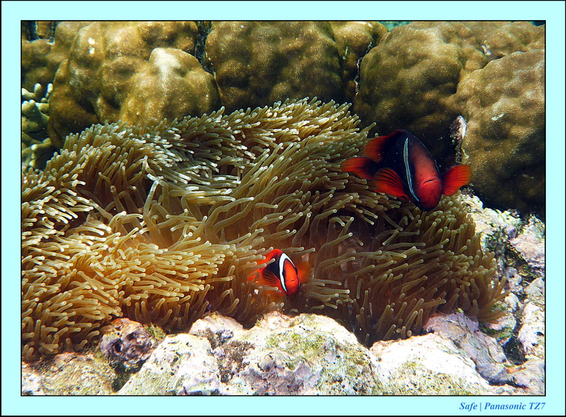 2012 - 07 - Dauin Sanctuary 53